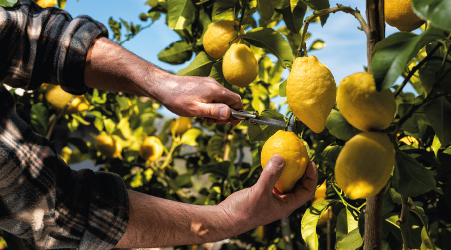 Limonun merkezinde hasat başladı