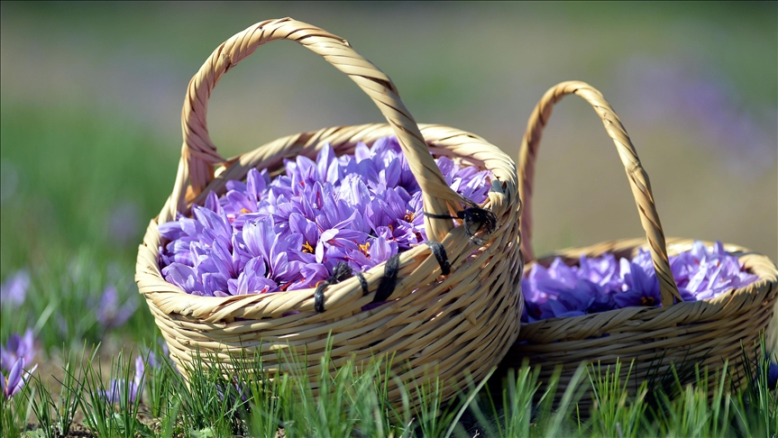 Safran üretimini artırma hedefi 