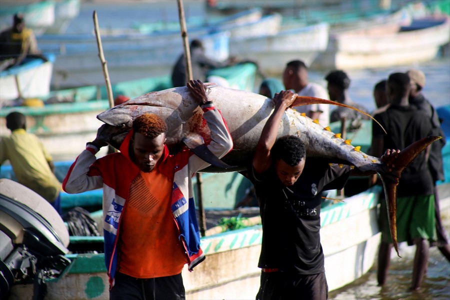 Somali'de balıkçılar okyanustan devasa balıklarla dönüyor