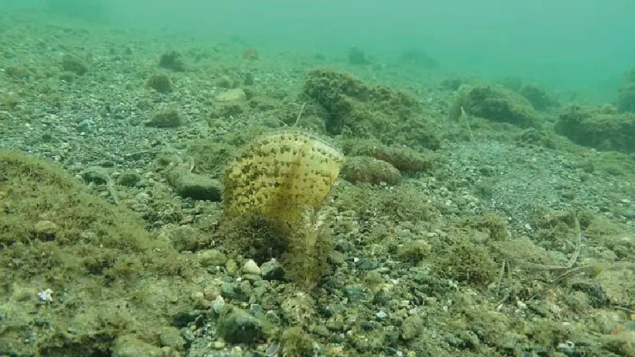 Marmara’nın umut pinaları