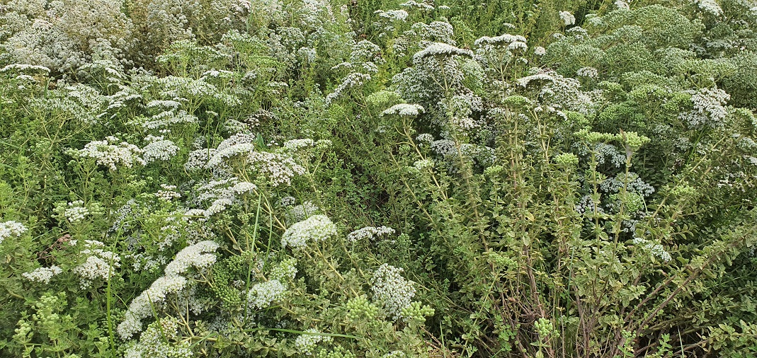 İstanbul Kekiğini gördünüz mü?