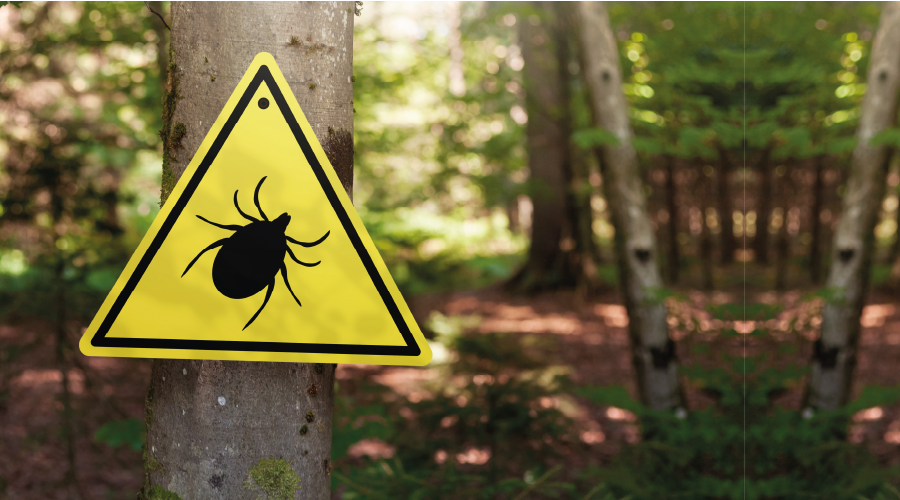 Keneye Karşı Doğaya Sülün ve Keklik Salınıyor