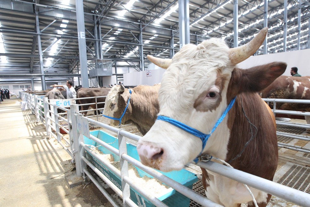 Kurban seçimi nasıl olmalı? Kesimde nelere dikkat edilmeli?