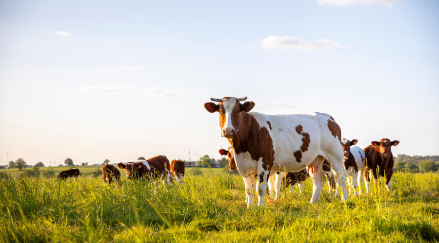 DUHA Uluslararası Kurban Organizasyonu Vekâlet Kabulü Devam Ediyor