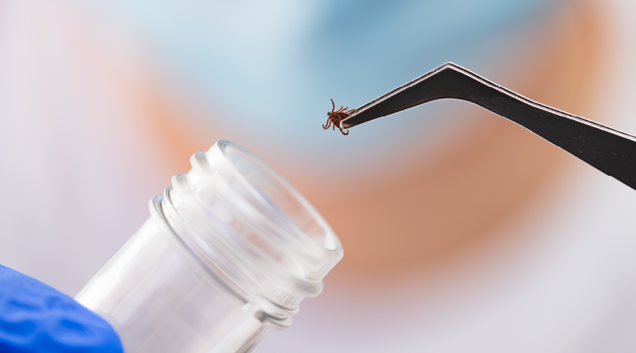 Kene tehlikesine dikkat