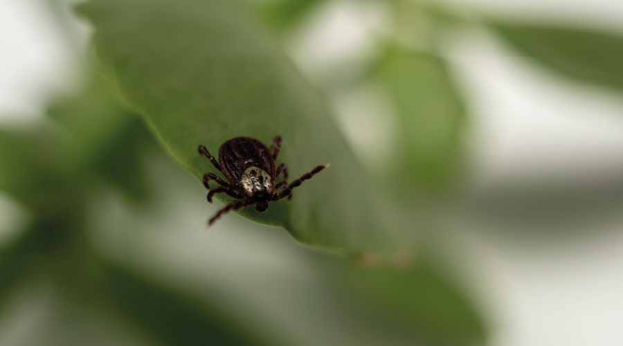Türkiye de yeni kene türü tespit edildi