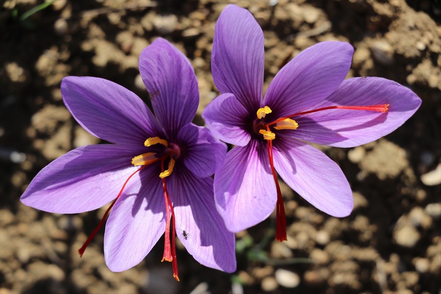 Safranda 35 kilogramlık hasat yapıldı