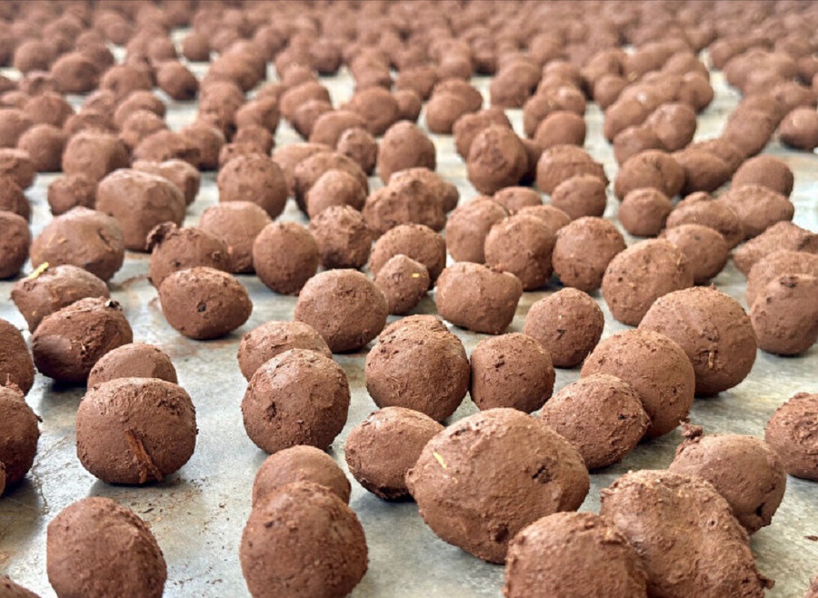 İzciler 81 il için tohum topu hazırlıyor