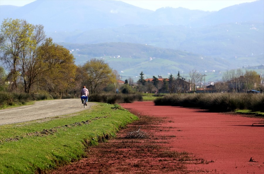 Kızılırmak Deltası kızıl eğrelti otları ile kaplandı