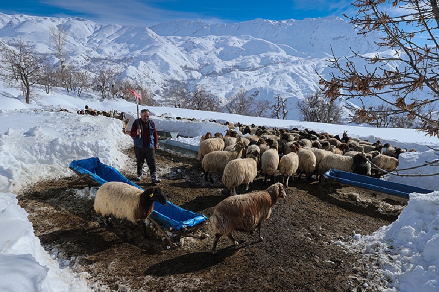 1 metreyi aşan karda besicilerin zorlu mesaisi