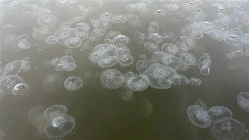 Denizanası popülasyonu Marmara da aşırı arttı