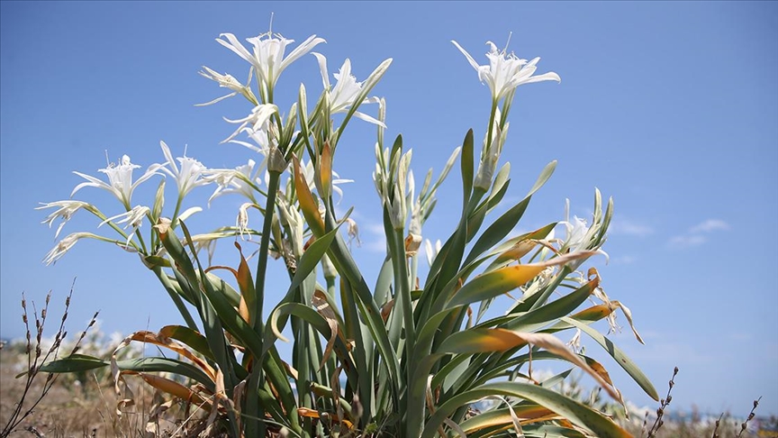Sakarya'da kum zambakları koruma altına alındı
