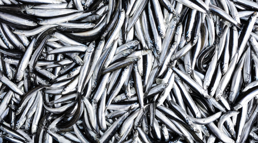 Balık av sezonu yarın kapanıyor! 