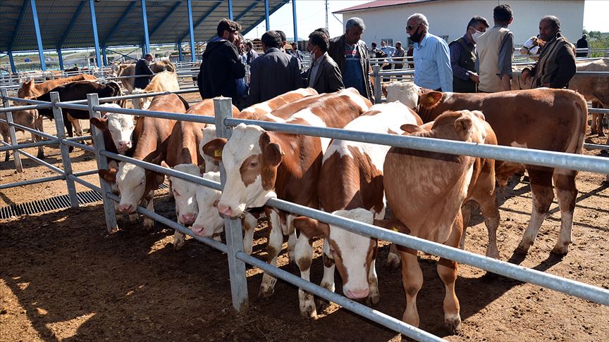 Besicilerin Kurban Bayramı hazırlıkları hızlandı