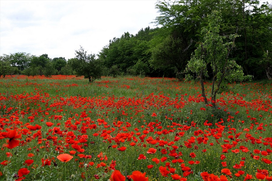 Edirne'de araziler gelinciklerle kaplandı