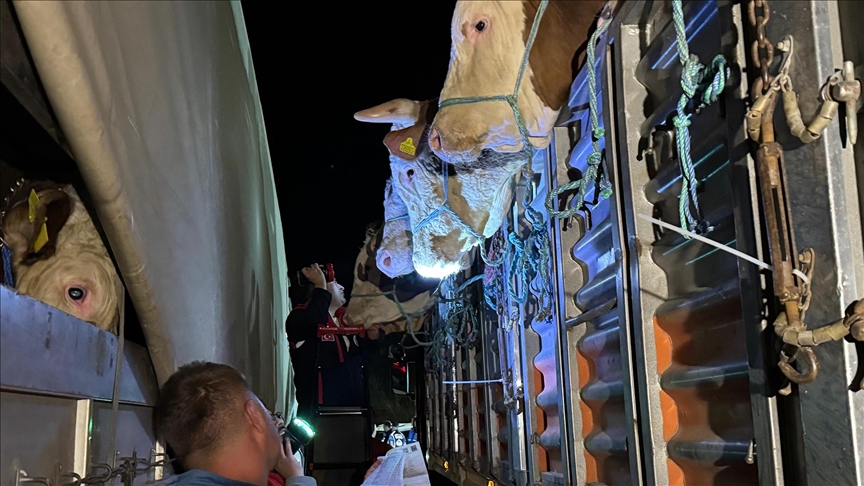 İstanbul a kurbanlık hayvan girişleri başladı