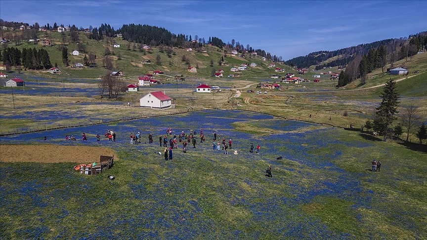 Kadıralak Yaylası mavi yıldızlarla kaplandı