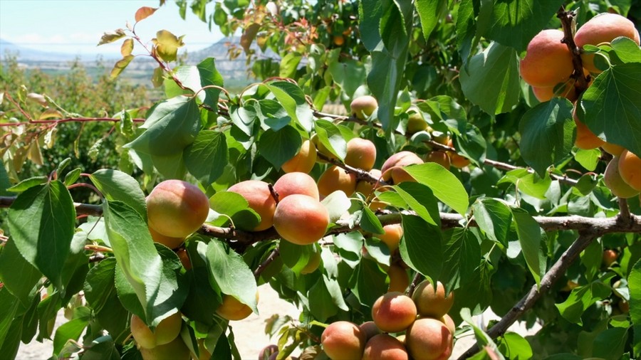 Tarımda hasat bu yıl erken başladı