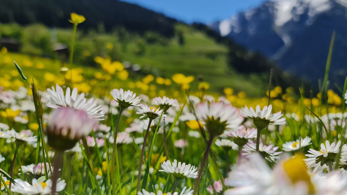 Kaçkar Dağları rengarenk çiçek açtı