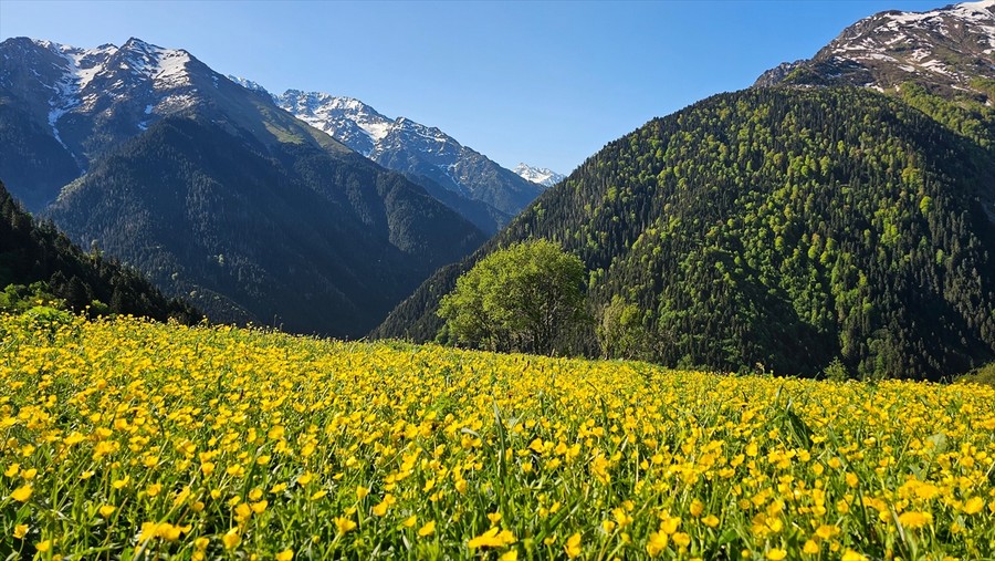 Rize yaylaları çiçeklerle kaplandı