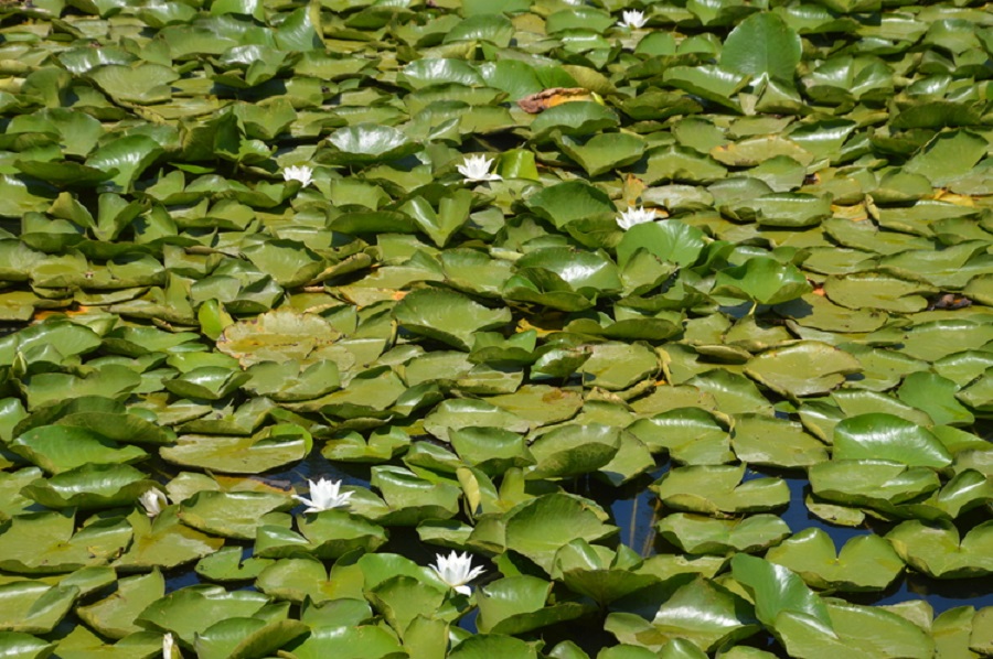 Acarlar Longozu, ziyaretçilerini nilüferleriyle karşılıyor