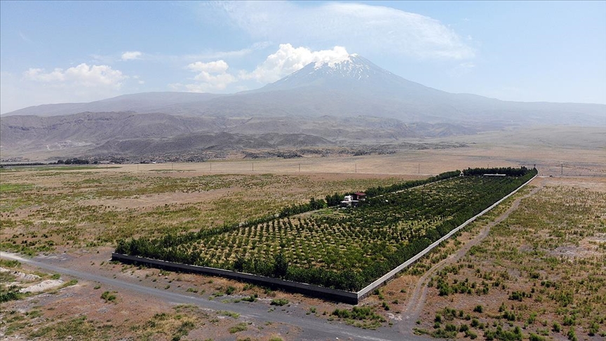 Ağrı'da çorak arazi meyve bahçesine dönüştü