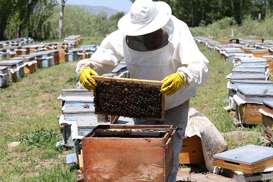 Gezgin arıcılar Muş Ovası'nda bal mesaisinde