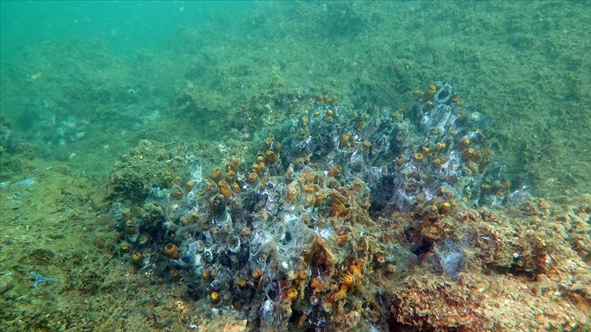 Marmara'nın tabanında oksijen bitmek üzere 