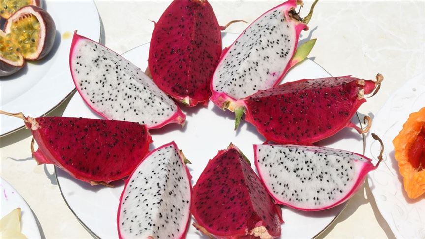 Tropikal meyve Alanyalı üreticilerin yeni gözdesi 