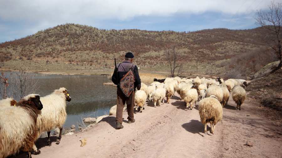  Hakkari'de yaylaya göç zamanı