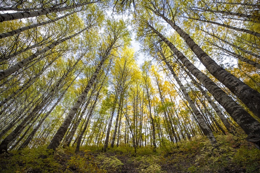 Ağaçların toprağa ve doğaya faydaları