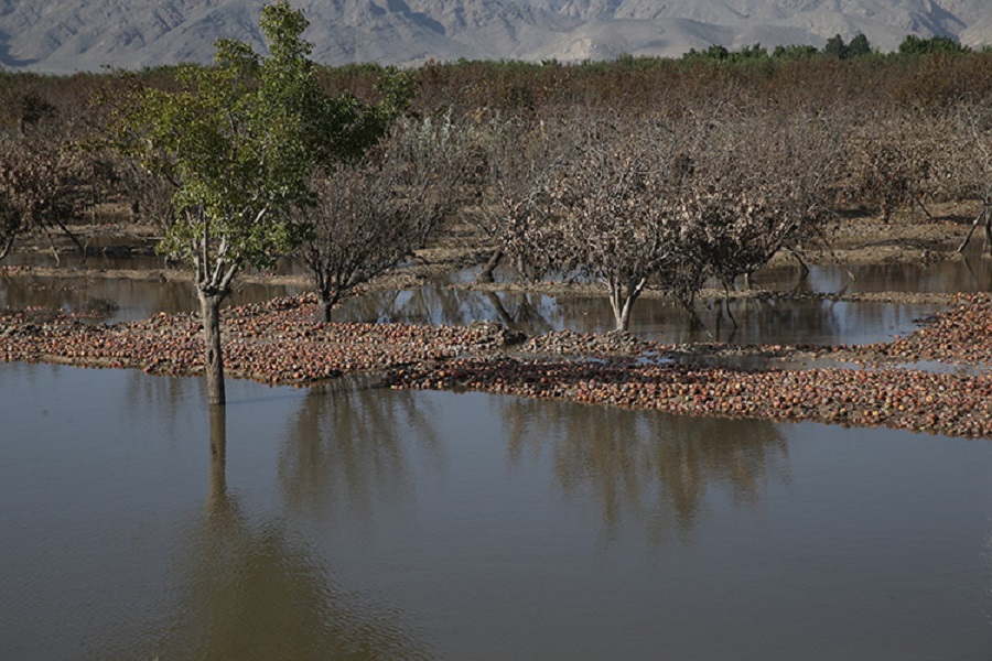 Pakistan'daki seller üreticileri etkiledi
