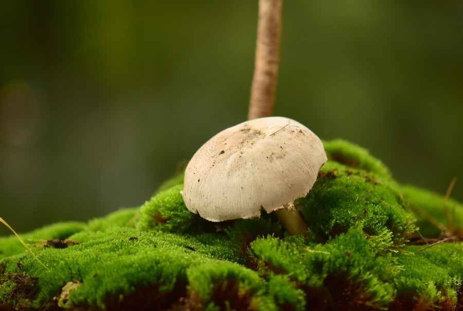 Her mantarı toplamayın!