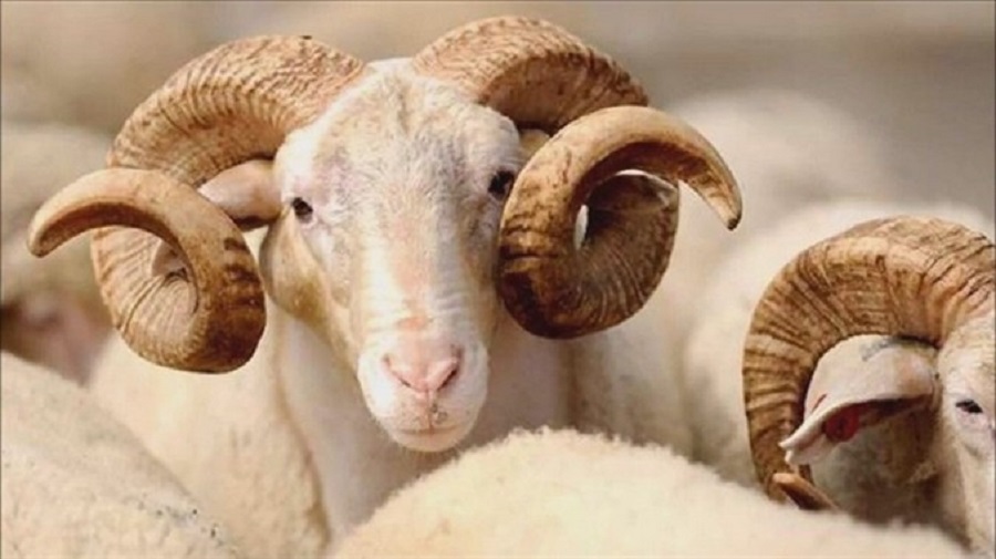 Kurban kesmenin 5 faydası