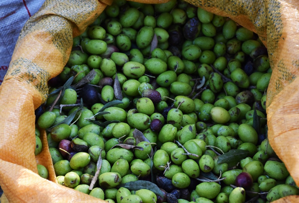 Zeytin üretiminin merkezi değişiyor