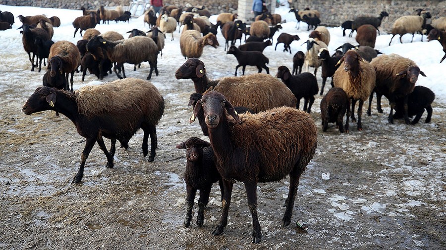 Muş'ta kuzular anneleriyle buluştu