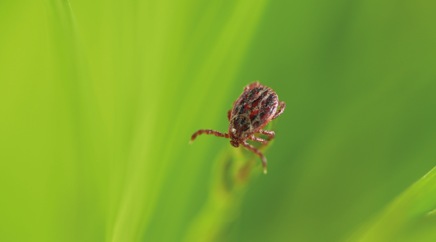 Kırım Kongo Kanamalı Ateşi ne yakalananların en az yüzde 95 i sağlığına kavuşuyor