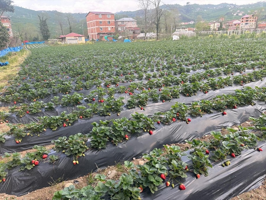 Çilek yetiştirme kırsal kalkınmaya destek oldu