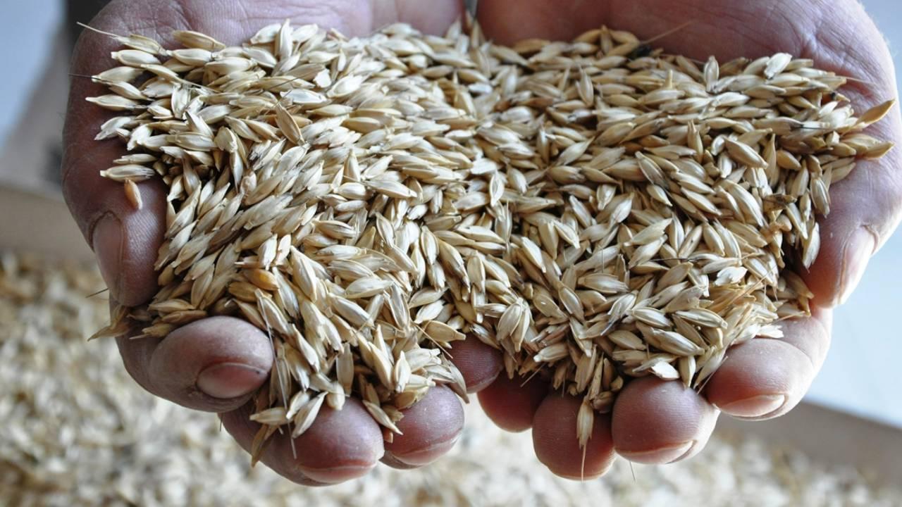 Buğdayların atası siyez, çiftçinin yüzünü güldürüyor