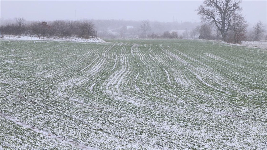 Kar örtüsü bitkiyi hastalık ve zararlılardan koruyor