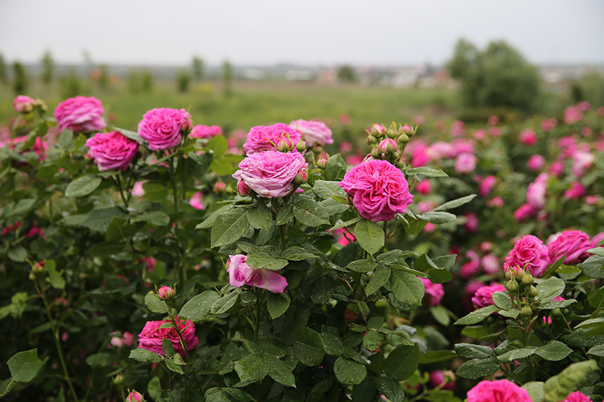 Erken başlayan gül hasadında rekolte beklentisi yüksek