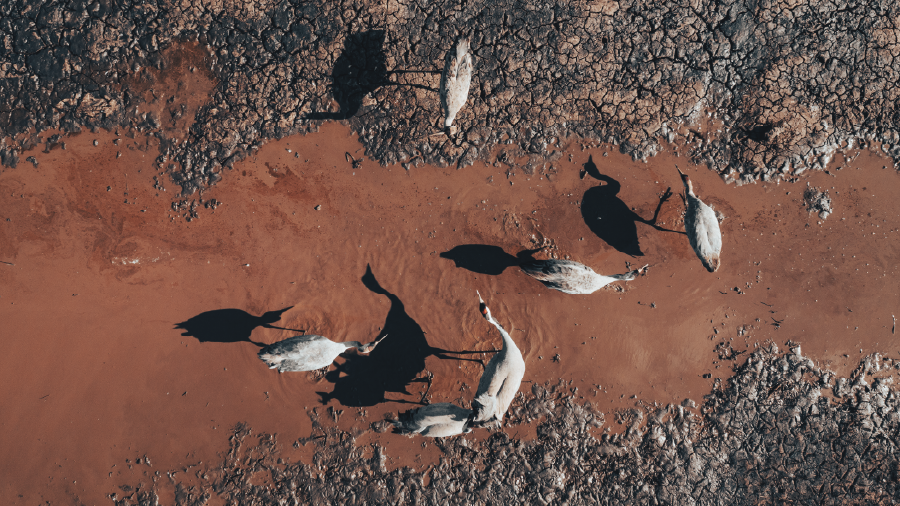 Sulak alanların azalması kuş türlerini de azalttı 