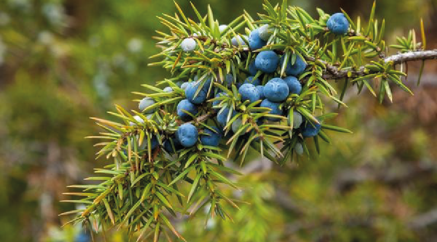 Toroslar'dan sofralara uzanan lezzet "andız pekmezi"