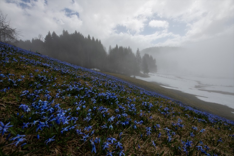 Kadıralak Yaylası mavi yıldız çiçekleriyle kaplandı