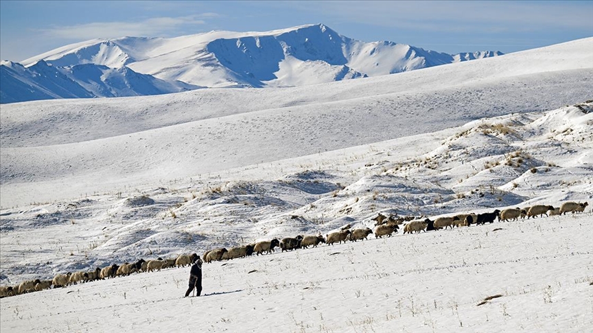Besicilerin karla kaplı yaylalardan dönüş yolculuğu 