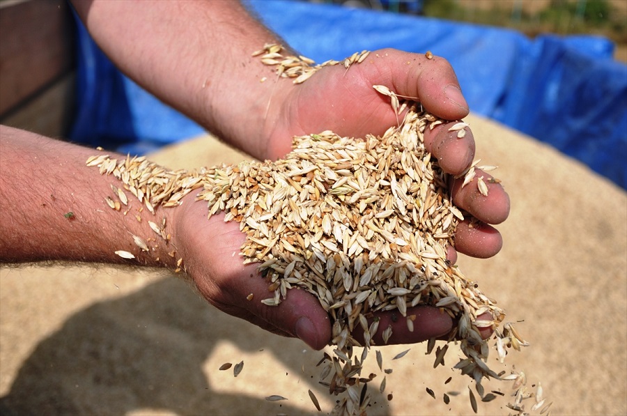 Siyez buğdayı hasadı başladı