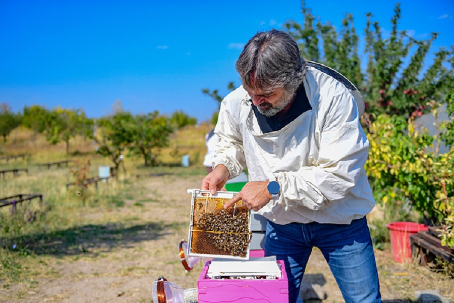 Manyetik alanlar arıları etkiliyor