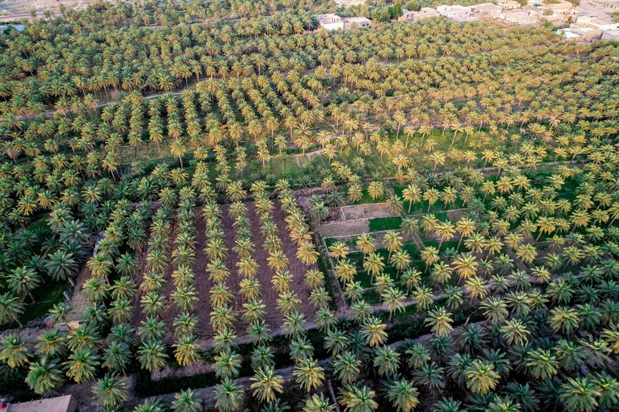 Irak'ta hurma petrolden sonraki gelir kaynağı 