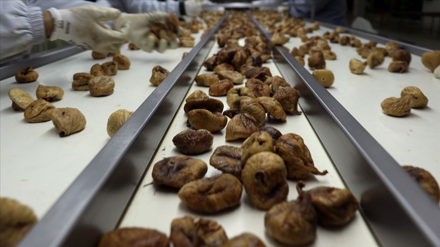 Türkiye'nin kuru meyve ihracatı arttı